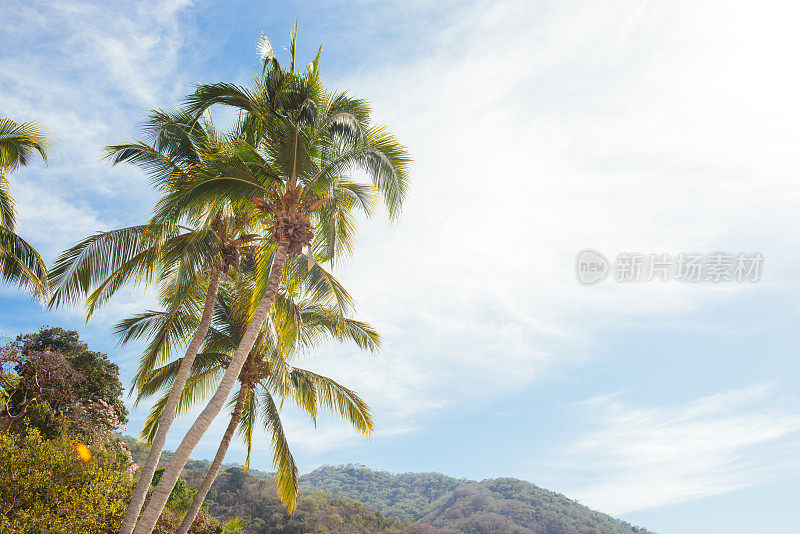 主题棕榈树Las Animas墨西哥旅游目的地背景